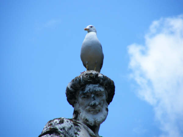 Statue e volatili